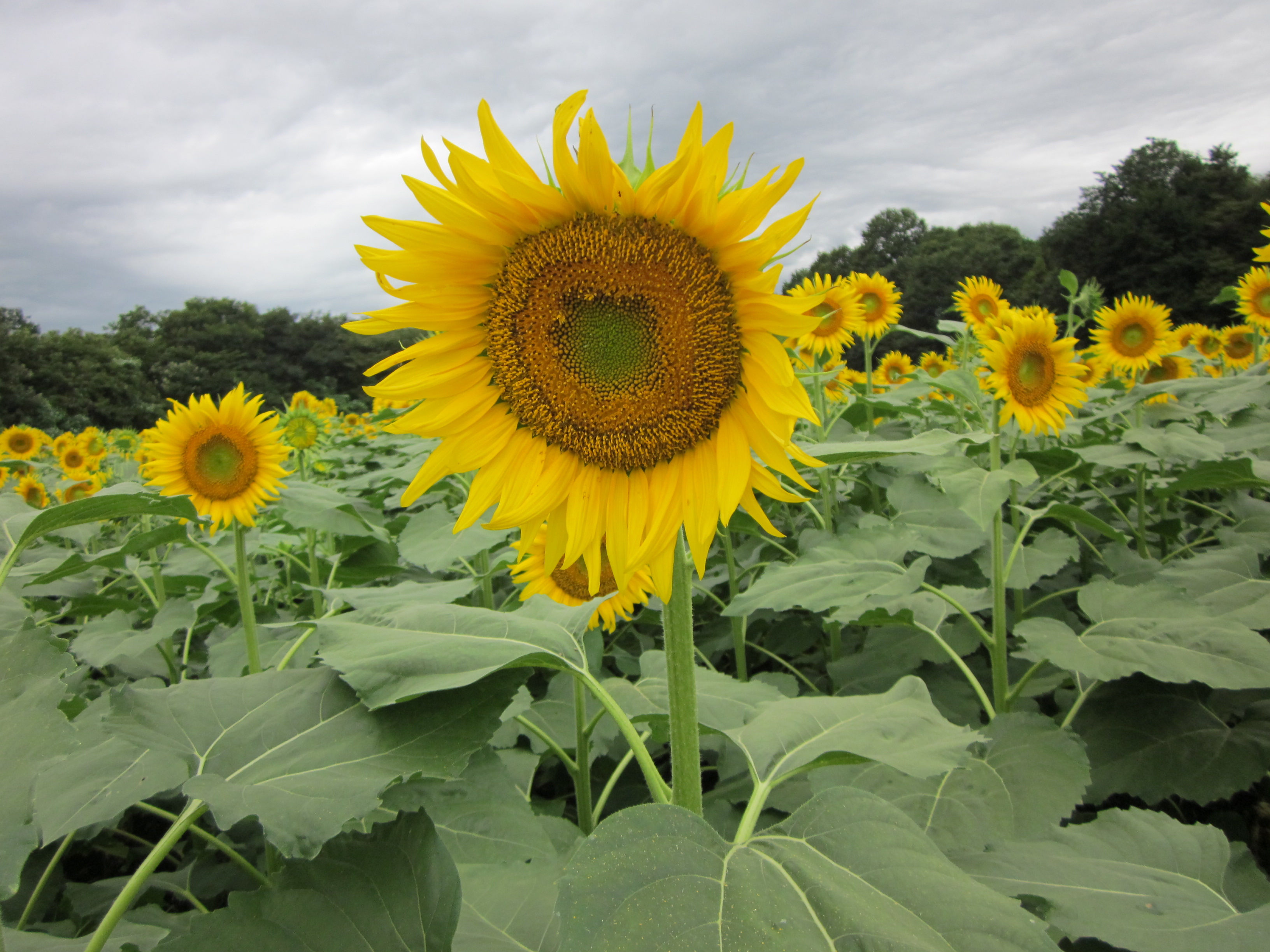 パーマリンクの説明