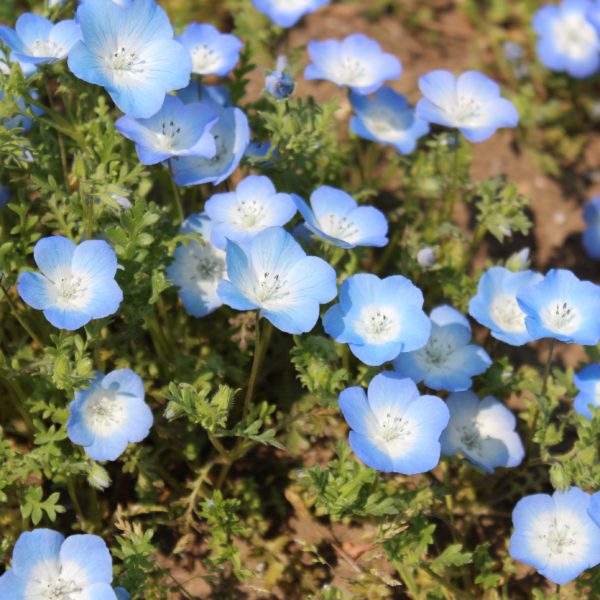 パーマリンクの説明