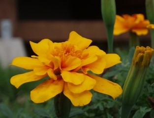 パーマリンクの説明