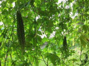 「確定拠出年金」 iDeCo（イデコ）家計に余裕のない主婦には勧めません！