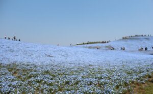 GWはネモフィラの青の絶景【ひたち海浜公園】で大混雑