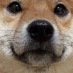 よりめのはちくんの飼い主の年収は?スタンプや東急ハンズのグッズ詳細も!