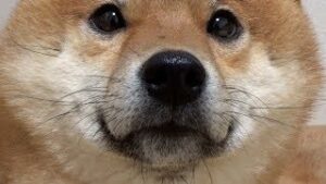 よりめのはちくんの飼い主の年収は？スタンプや東急ハンズのグッズ詳細も！